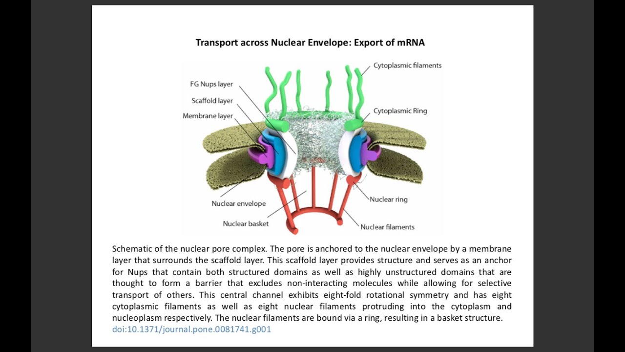 Lecture 18 mRNA Export - YouTube
