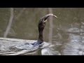 WOAH AMAZING A Double Crested Cormorant Swallowing A Big Fish In One Gulp