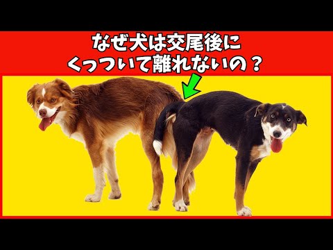 雌犬は発情後何日で繁殖できるのでしょうか?