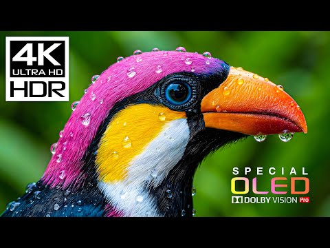 Unseen HDR 4K 60FPS OLED Demo | Dolby Vision 8K/4K Video FOR TV TEST