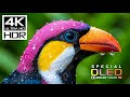 UNSEEN HDR 4K 60FPS OLED DEMO | DOLBY VISION 8K/4K VIDEO FOR ..