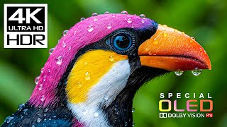 Download lagu Unseen HDR 4K 60FPS OLED Demo | Dolby Vision 8K/4K Video FOR TV TEST mp3 Download lagu Unseen HDR 4K 60FPS OLED Demo | Dolby Vision 8K/4K Video FOR TV TEST mp3