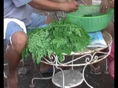 Moringa - Wunderbaum der Philippinen