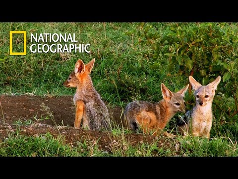 Hyena's Baby Jackal Hunting｜National Geographic