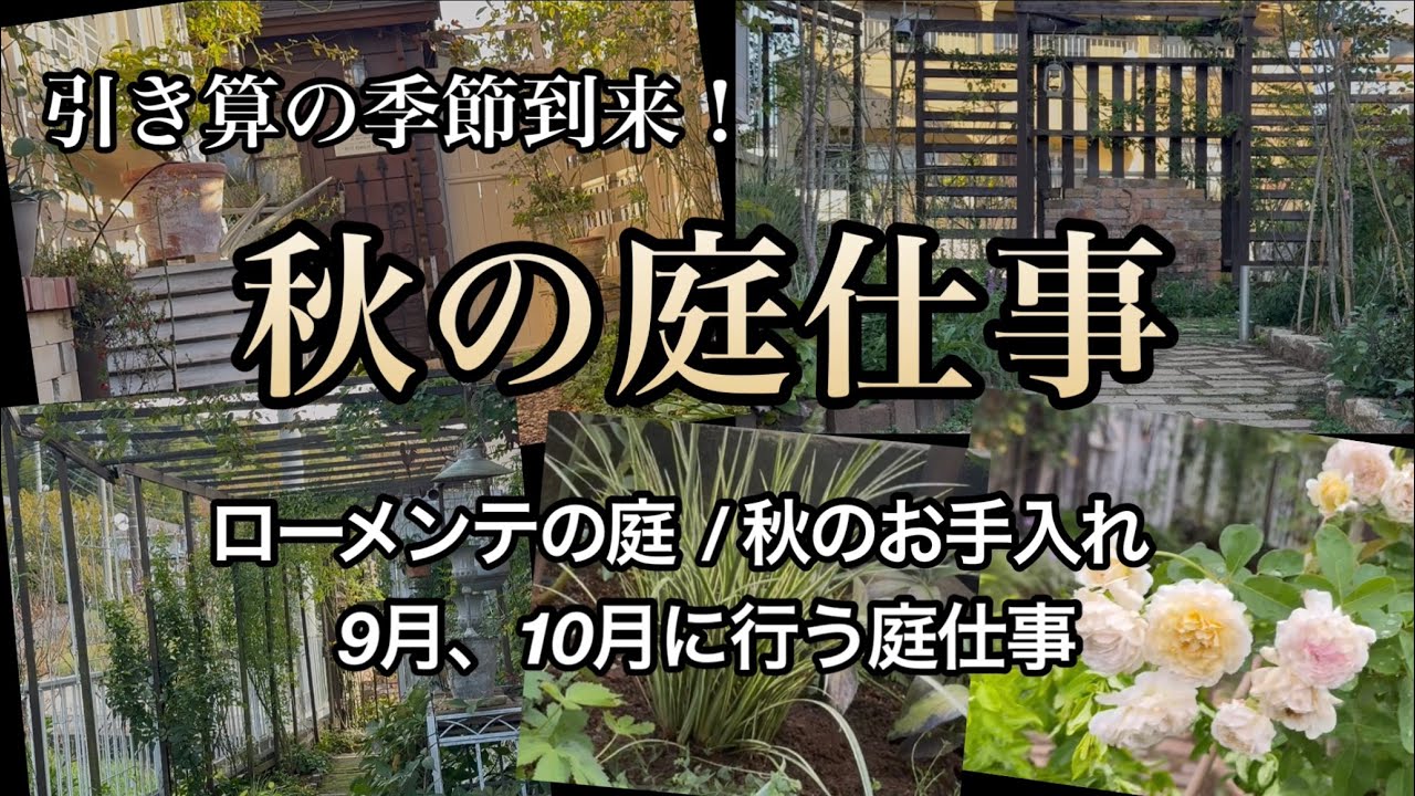 【秋の庭仕事】バラの夏剪定1ヶ月後/オルトランでコガネ幼虫とチュウゴクアミガサハゴロモ退治/株分けをしない手抜きのお手入れ/ガーデニング