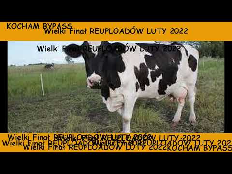 Saint Daniel x Nycto - Pepe REUPLOAD (FINAŁ)