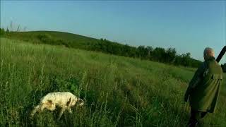 Caccia alle quaglie selvatiche in Macedonia