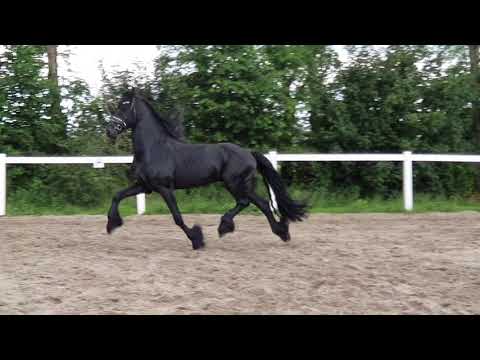 Stal Okkema's Yvar - Felle x Folkert - Friesian gelding - 2015