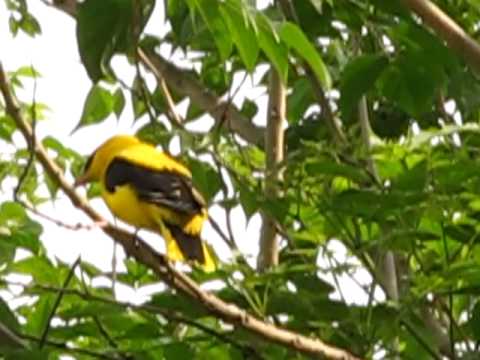 Golden orioles - Adult male with song, juvenile, 2 females