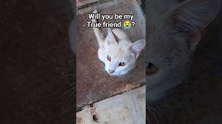 will you Follow me also?😭 #cat #pet #kitty #kitten 