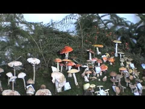 Festa del fungo di Montottone