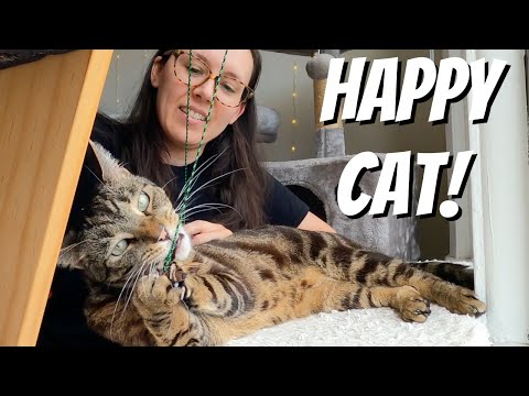 The funnest ways to entertain your cat
