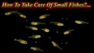 How To Take Care Of Small Fishes And Water Change And Disease Prevention?.. / Fish Aquarium Tamil
