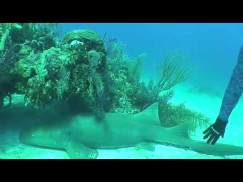 download lagu mp3 mp4 Cameron Kirkconnell Tiger Shark, download lagu Cameron Kirkconnell Tiger Shark gratis, unduh video klip Cameron Kirkconnell Tiger Shark