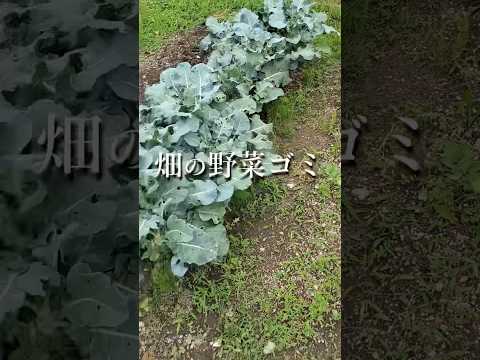 堆肥が分解しないのはなぜですか? 5つの原因とその解決策を探る  庭園