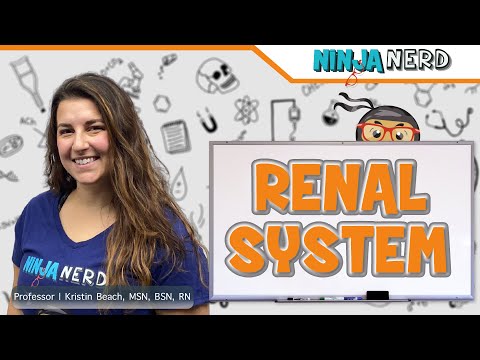 Renal System: Structure & Function
