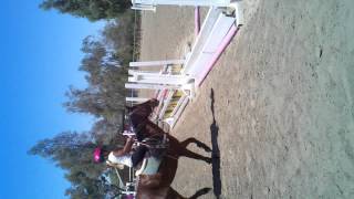 Morgan jumping jim jim