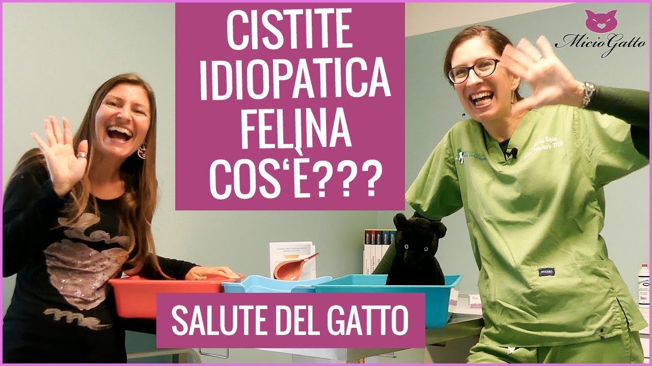 Cistite idiopatica felina: perché il gatto ha problemi con la pipì e lo stress