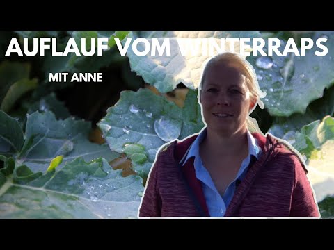 Von Experten für Profis –  Winterraps läuft auf – wann muss gedüngt werden?