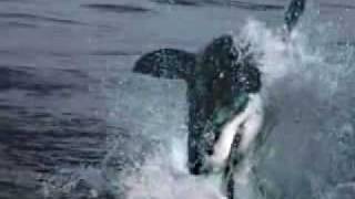 The Hunter Gets Captured By The Game ~Tracy Thorn