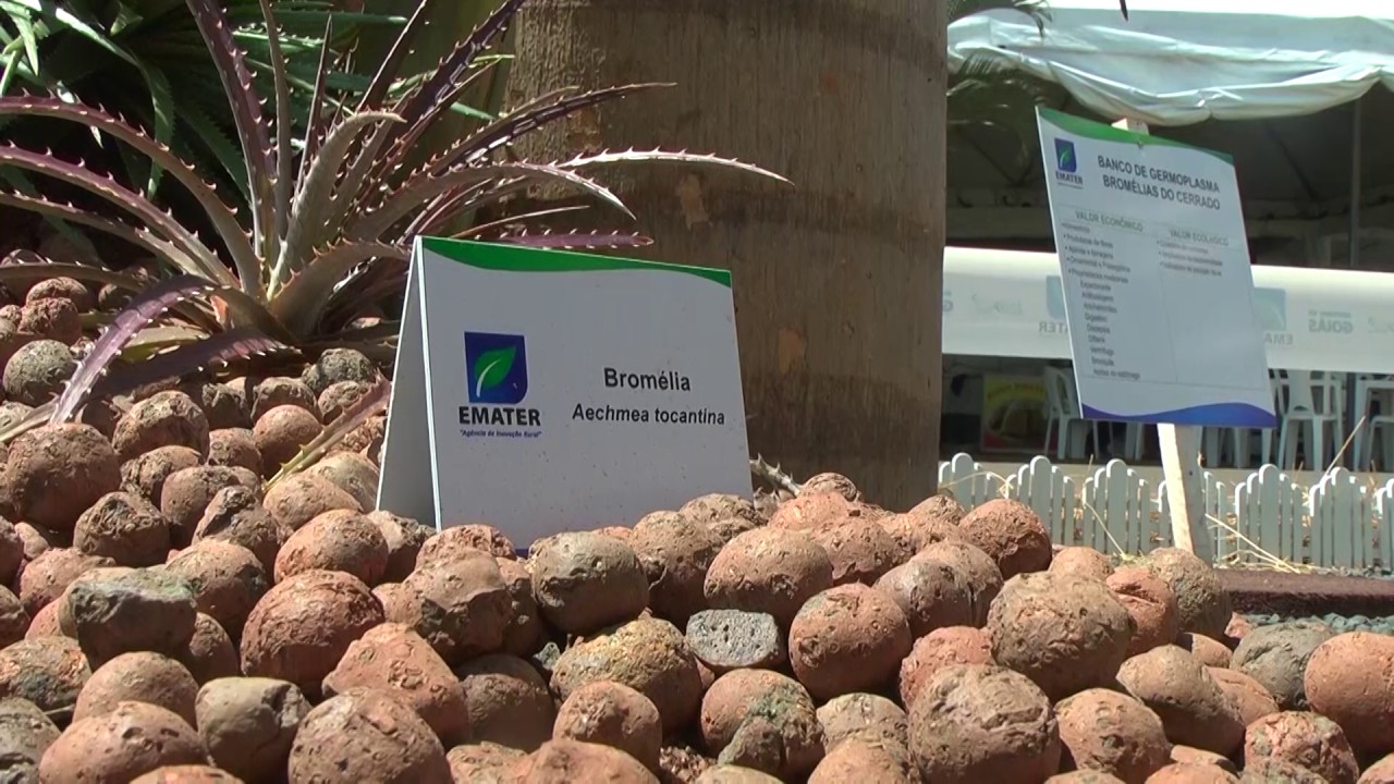 EMATER - programas para qualquer produtor