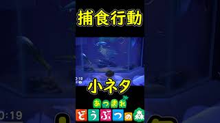 水族館で捕食行動が見れる！食物連鎖は厳しい世界だ　【あつまれどうぶつの森】 小ネタ　【あつ森】　#Shorts