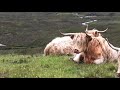 10 hours of mountain meadow sounds with highland cows - Nature sounds for relaxation, entertainment