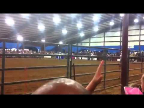 Rodeo horse