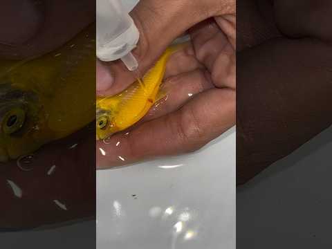 Parasites 🦠 Treatment Widow Fish #fishparasites #minivlog #aquarium #guppy #petfish #petfish #fish