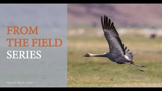 How Can Cranes Coexist With Nomads and Livestock on Fragile Landscapes in Mongolia?