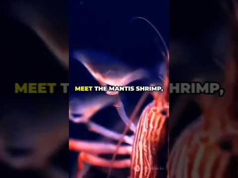 The MANTIS SHRIMP