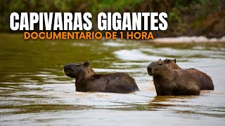 CAPIVARAS GIGANTES DO PANTANAL: As Presas Mais Poderosas das Águas - Documentário Completo