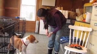 preview picture of video 'The Castine Patriot - Peace Ridge Sanctuary Dog Treat'