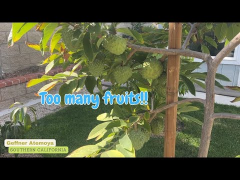 My Geffner Atemoya -  I set way too many fruits!!