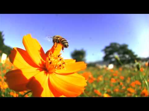 キバナコスモスに来たハチ　高速度ビデオ
