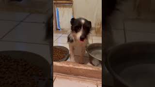 Video preview image #1 Mutt Puppy For Sale in Grafton, WI, USA