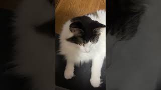 いつもよりちょっと長めにお腹を触らせてくれた猫【ノル猫ミロシー】 #shorts
