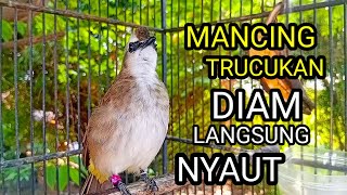 Download lagu Suara burung trucukan gacor memanggil lawan Pancingan trucuk betina memanggil jantan agar berbunyi mp3 Download lagu Suara burung trucukan gacor memanggil lawan Pancingan trucuk betina memanggil jantan agar berbunyi mp3
