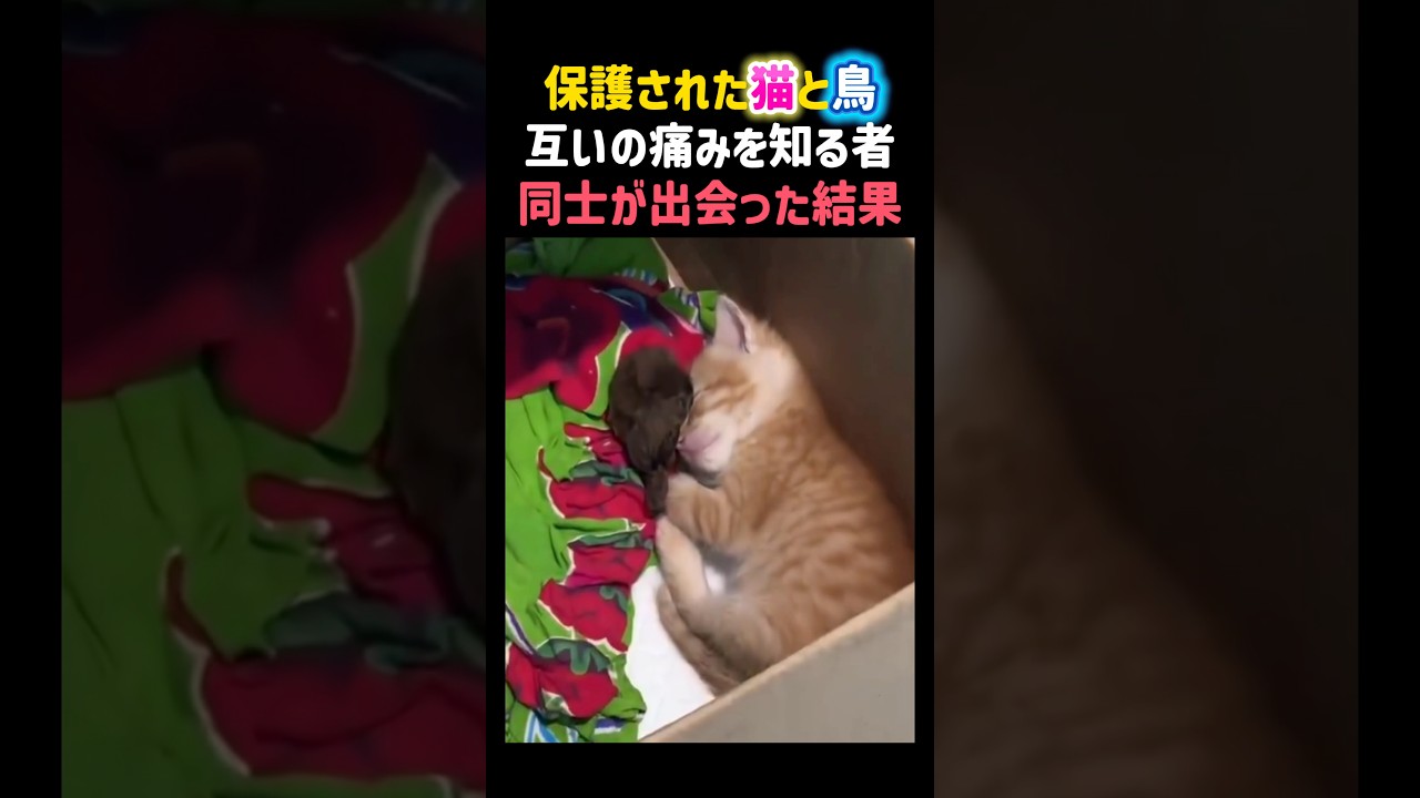 保護された子猫と鳥。互いの痛みを知る者同士が出会った結果🥹✨