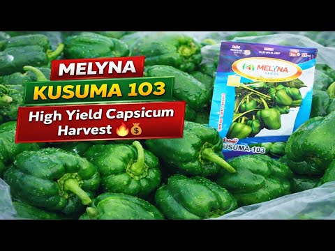 MELYNA KUSUMA 103