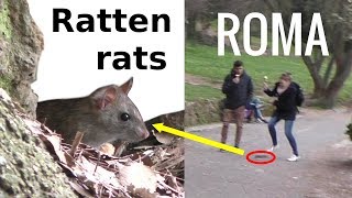 SCREAM! Ratten in Rom erschrecken Passanten - Rats in Rome Rats cross the way! Ratti a Roma