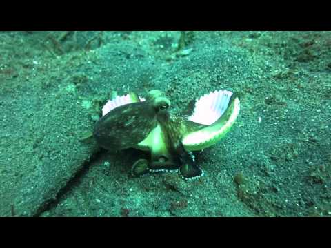 Cute octopus getting away with its shell Video