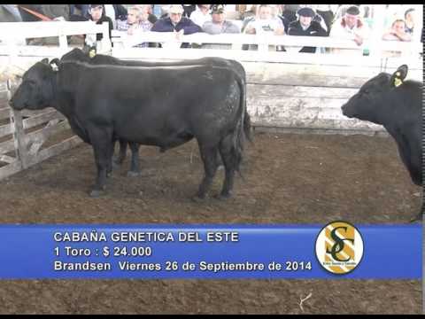 Genética del Este - Venta Toros - Brandsen - 26/09/2014