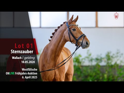 ONLIVE Frühjahrs-Auktion Lot 01 Sternenzauber Wallach v. Sir Heinrich - Don Juan de Hus