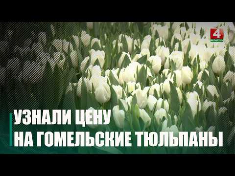 Обещают продавать по 4 рубля. Первые тюльпаны распустились в Гомельском опытном лесхозе