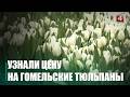 Обещают продавать по 4 рубля. Первые тюльпаны распустились в Гомельском опытном лесхозе