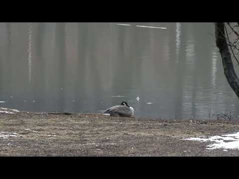 Monmouth County Dead Geese