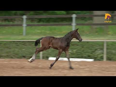 Vivanero - Quaterback