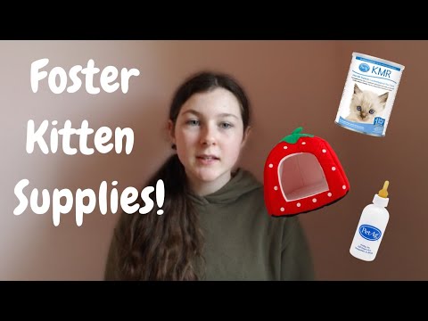 Supplies you need for fostering kittens