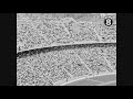 San Diego Chargers V Oakland Raiders 1966
